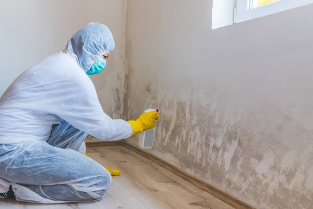 Licensed Commercial Mold Remediation service in Holly Springs, NC - Car Mold Remediation