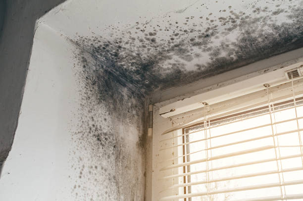 Affordable Commercial Mold Remediation solutions in Holly Springs, NC